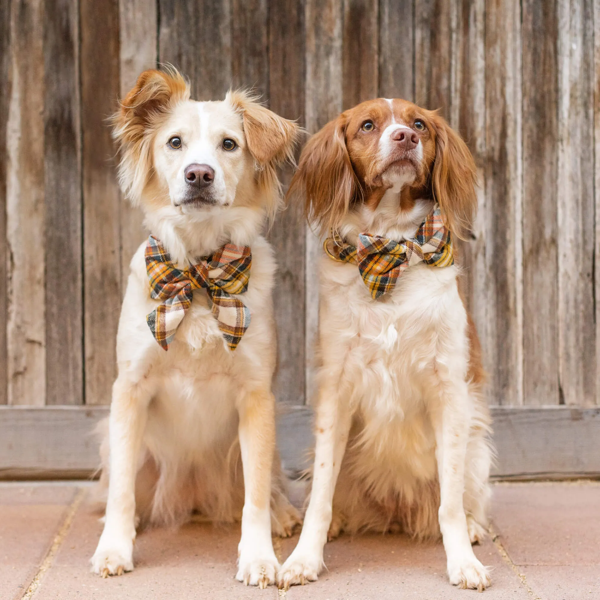 Cornucopia Plaid Flannel Bow Tie Collar