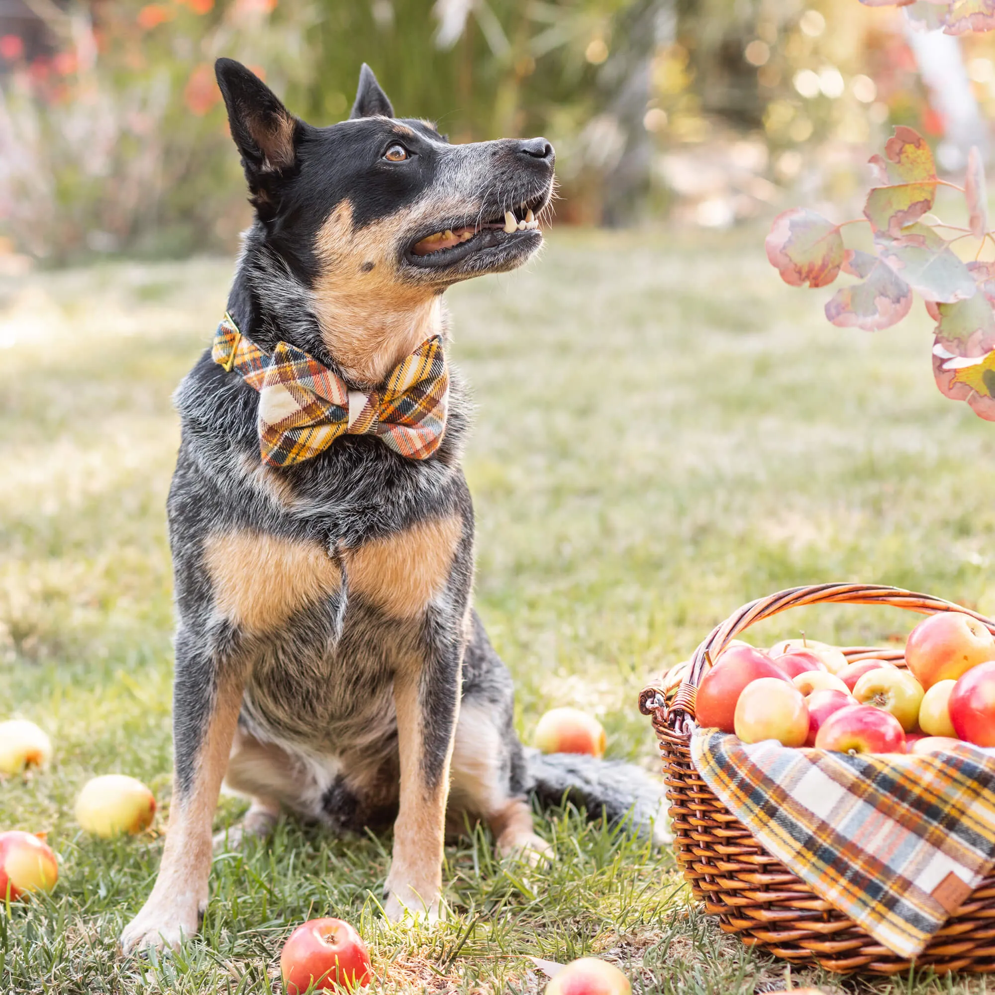 Cornucopia Plaid Flannel Bow Tie Collar